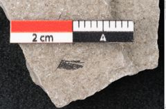 Foto (Detailansicht) von Plantae indet.  (NHMW-GEO-2024-0188-6694)